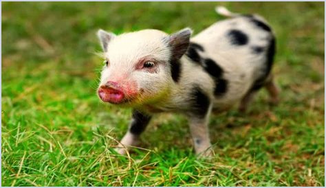 What is the cutest pig in the world?
